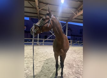 Thoroughbred, Gelding, 10 years, 16,2 hh, Brown