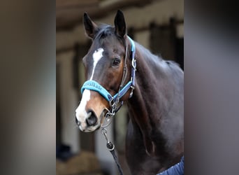 Thoroughbred, Gelding, 10 years, 16,2 hh, Brown