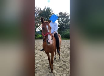 Thoroughbred, Gelding, 10 years, Chestnut-Red