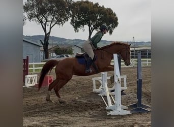 Thoroughbred, Gelding, 10 years, Chestnut-Red