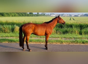 Thoroughbred, Gelding, 11 years, 15,3 hh, Brown