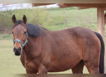 Thoroughbred, Gelding, 11 years, 15.3 hh, Brown