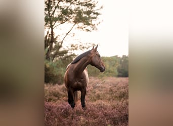 Thoroughbred, Gelding, 11 years, 16.2 hh, Brown