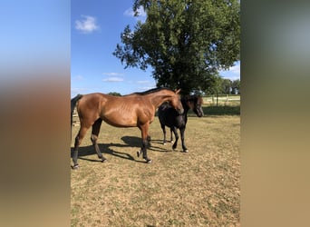 Thoroughbred, Gelding, 11 years, 16.2 hh, Brown