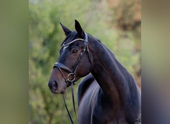 Thoroughbred, Gelding, 11 years, 16.3 hh, Bay-Dark