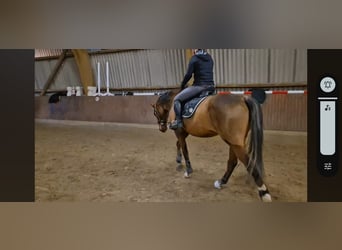 Thoroughbred, Gelding, 11 years, 16.3 hh, Brown