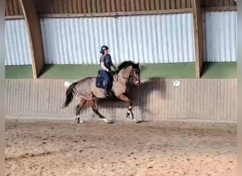 Thoroughbred, Gelding, 11 years, 16.3 hh, Brown