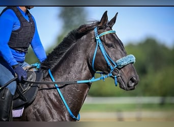 Thoroughbred, Gelding, 11 years, 16 hh, Bay-Dark