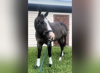 Thoroughbred, Gelding, 11 years, 16 hh, Bay-Dark