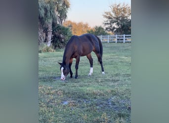 Thoroughbred, Gelding, 11 years, 16 hh, Bay-Dark