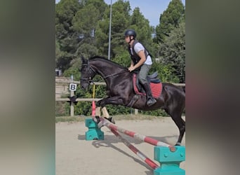 Thoroughbred, Gelding, 11 years, 16 hh, Black