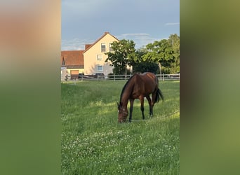 Thoroughbred, Gelding, 11 years, 16 hh, Brown