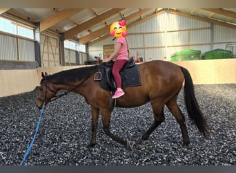 Thoroughbred, Gelding, 11 years, 16 hh