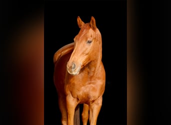 Thoroughbred, Gelding, 11 years, 16,1 hh, Bay