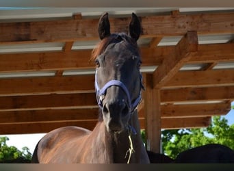 Thoroughbred, Gelding, 12 years, 15.2 hh, Bay-Dark