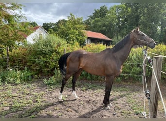 Thoroughbred, Gelding, 12 years, 15.2 hh, Bay-Dark