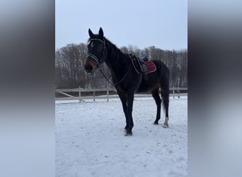 Thoroughbred, Gelding, 12 years, 15,2 hh, Bay-Dark