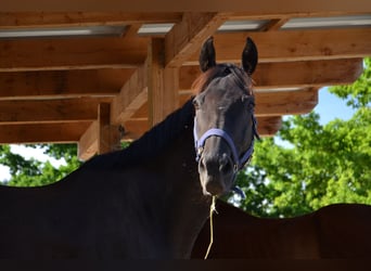 Thoroughbred, Gelding, 12 years, 15,2 hh, Bay-Dark