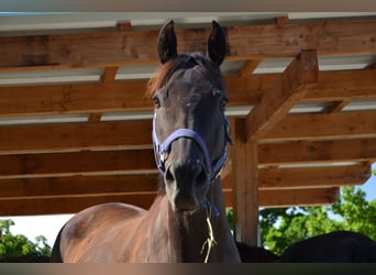 Thoroughbred, Gelding, 12 years, 15,2 hh, Bay-Dark