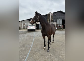 Thoroughbred, Gelding, 12 years, 15,2 hh, Bay-Dark
