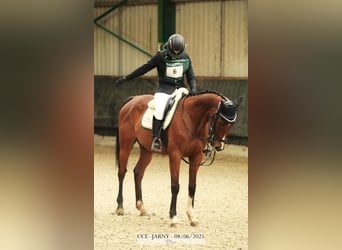 Thoroughbred, Gelding, 12 years, 15,3 hh, Brown