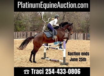 Thoroughbred, Gelding, 12 years, 16.1 hh, Bay
