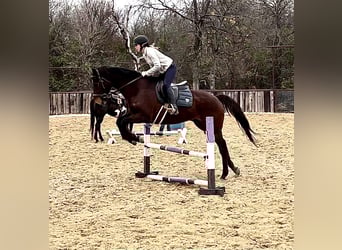 Thoroughbred, Gelding, 12 years, 16.1 hh, Bay