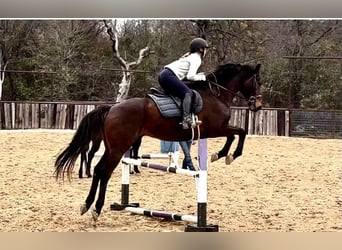 Thoroughbred, Gelding, 12 years, 16.1 hh, Bay