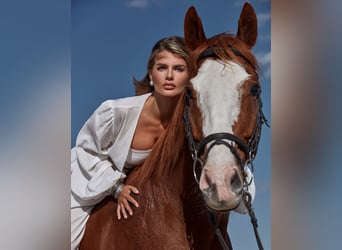 Thoroughbred, Gelding, 12 years, 16.2 hh, Chestnut