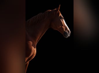 Thoroughbred, Gelding, 12 years, 16.2 hh, Chestnut