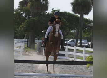 Thoroughbred, Gelding, 12 years, 16.2 hh, Chestnut