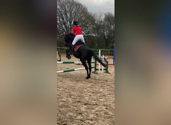 Thoroughbred, Gelding, 12 years, 16 hh, Bay-Dark