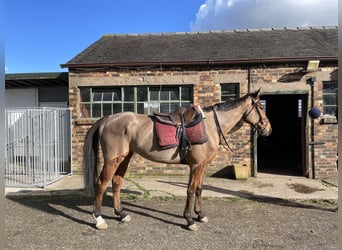 Thoroughbred, Gelding, 12 years, 16 hh, Bay