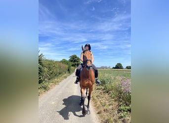 Thoroughbred, Gelding, 12 years, 16 hh, Bay