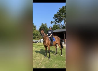 Thoroughbred, Gelding, 12 years, 16 hh, Bay