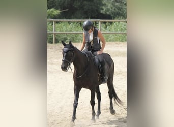 Thoroughbred, Gelding, 12 years, 16 hh, Black
