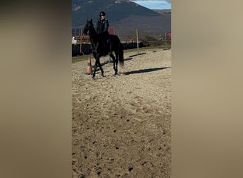 Thoroughbred, Gelding, 12 years, 16 hh, Black