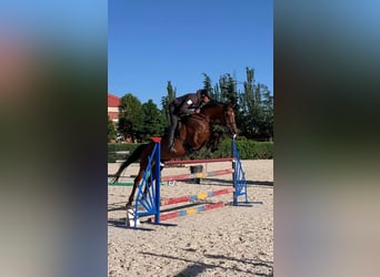 Thoroughbred, Gelding, 12 years, 16 hh, Brown