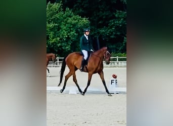 Thoroughbred, Gelding, 12 years, 16 hh, Brown