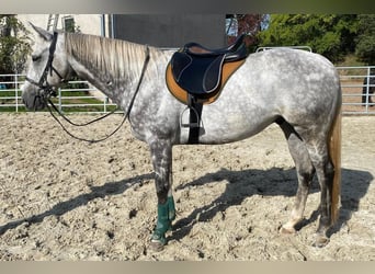 Thoroughbred, Gelding, 12 years, 16 hh, Grey