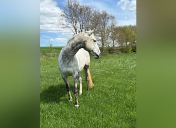 Thoroughbred, Gelding, 12 years, 16 hh, Grey