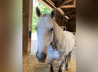 Thoroughbred, Gelding, 12 years, 16 hh, Grey