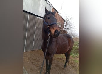 Thoroughbred, Gelding, 12 years, 16,1 hh, Bay-Dark