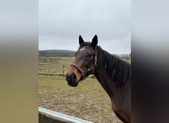 Thoroughbred, Gelding, 12 years, 16,1 hh, Bay-Dark