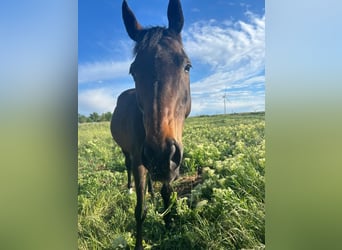 Thoroughbred, Gelding, 12 years, 16,1 hh, Bay-Dark