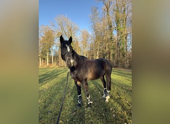Thoroughbred, Gelding, 12 years, 16,1 hh, Black