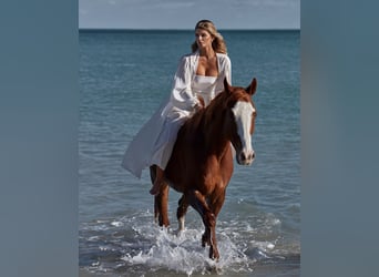 Thoroughbred, Gelding, 12 years, 16,2 hh, Chestnut