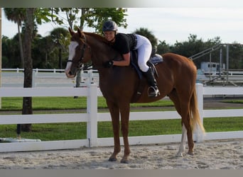 Thoroughbred, Gelding, 12 years, 16,2 hh, Chestnut
