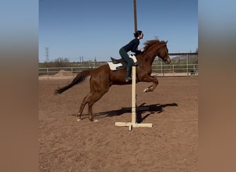 Thoroughbred, Gelding, 12 years, 17 hh, Chestnut