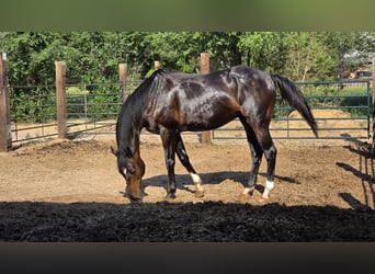 Thoroughbred, Gelding, 12 years, 17,2 hh, Bay